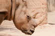 close up of the face of a rhinoceros