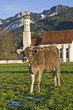 Allgäuer Idylle