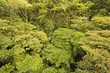 This is the endangered canopy of an original rain forest