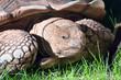 Photo: Portrait of turtle Portrait of turtle