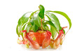 nepenthes coccinea nepenthes coccinea