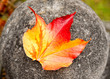 Autumn Leaf