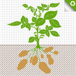 Potato plant vector green bush background