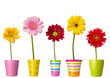 flower nature garden botany daisy bloom pot