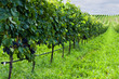 Rows of grapes