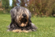 Skye terrier allongé de face