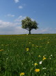 Sommerwiese 003