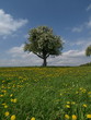 Sommerwiese 004