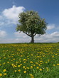 Sommerwiese 005