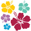 Hibiskus