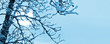 Winter background with frozen tree