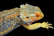 Bearded Dragon