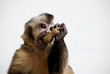 Eating a peanuts