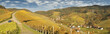 Herbst im Weinberg