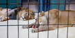 Behind bars in a zoo Behind bars in a zoo