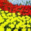 Keukenhof Gardens, Lisse, Netherlands Keukenhof Gardens, Lisse, Netherlands