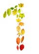 foliage 1