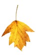 Herbstblatt