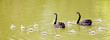 Brood
