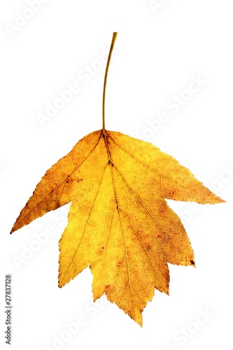 Photo: Herbstblatt Herbstblatt