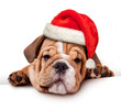 bulldog with Santa Hat on white banner