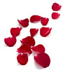 petals rose flower nature love petals rose flower nature love