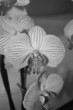 Orchidée blanche