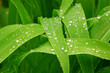 Corn Leaves After the rain