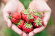 Fresh picked strawberries