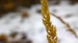 Autumn dry yellow grass swaying in the wind