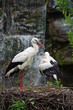 Cigogne Cigogne