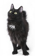 Black kurilian bobtail. Black kurilian bobtail.