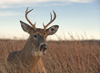 A white-tailed buck ( Odocoileus virginianus) laying in a meadow