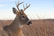 A white-tailed buck ( Odocoileus virginianus) laying in a meadow A white-tailed buck ( Odocoileus virginianus) laying in a meadow