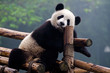 Cute giant panda bear Cute giant panda bear