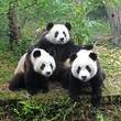 Giant panda bear posing for camera Giant panda bear posing for camera