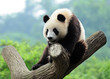 Giant panda climbing tree Giant panda climbing tree