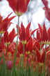 tulip-tulip festival