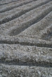 A ploughed Japanese rice field showing intersecting furrows