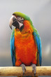 macaw parrot macaw parrot