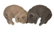 Sleeping Kittens