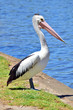 A pelican standing by the river in Adelaide, South Australia.