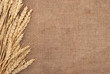 Wheat ears border on burlap background