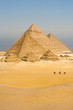 Camels Line Walk Pyramids All Vertical