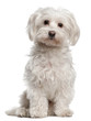 Maltese, 8 years old, sitting in front of white background Maltese, 8 years old, sitting in front of white background