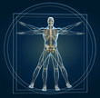 Skeleton in vitruvian