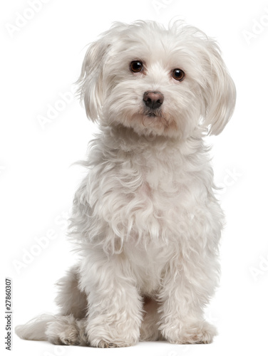 Photo: Maltese, 8 years old, sitting in front of white background Maltese, 8 years old, sitting in front of white background