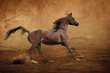 Foto: Red arabian horse runs gallop in dust arena Red arabian horse runs gallop in dust arena