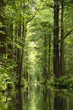Spreewald 4