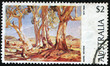 Eucalyptus camaldulensis Eucalyptus camaldulensis